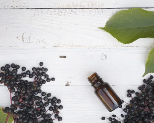 Is Elderberry the Immune System Booster You Need for Cold and Flu Season?