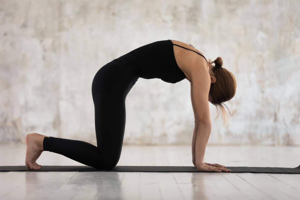 Calm woman in black sportswear practicing yoga, standing in asana paired with Cow Pose on the inhale, Cat pose, Marjaryasana exercise, attractive girl working out at home or in yoga studio