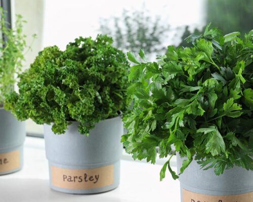 Easy Guide To Growing Herbs Indoors