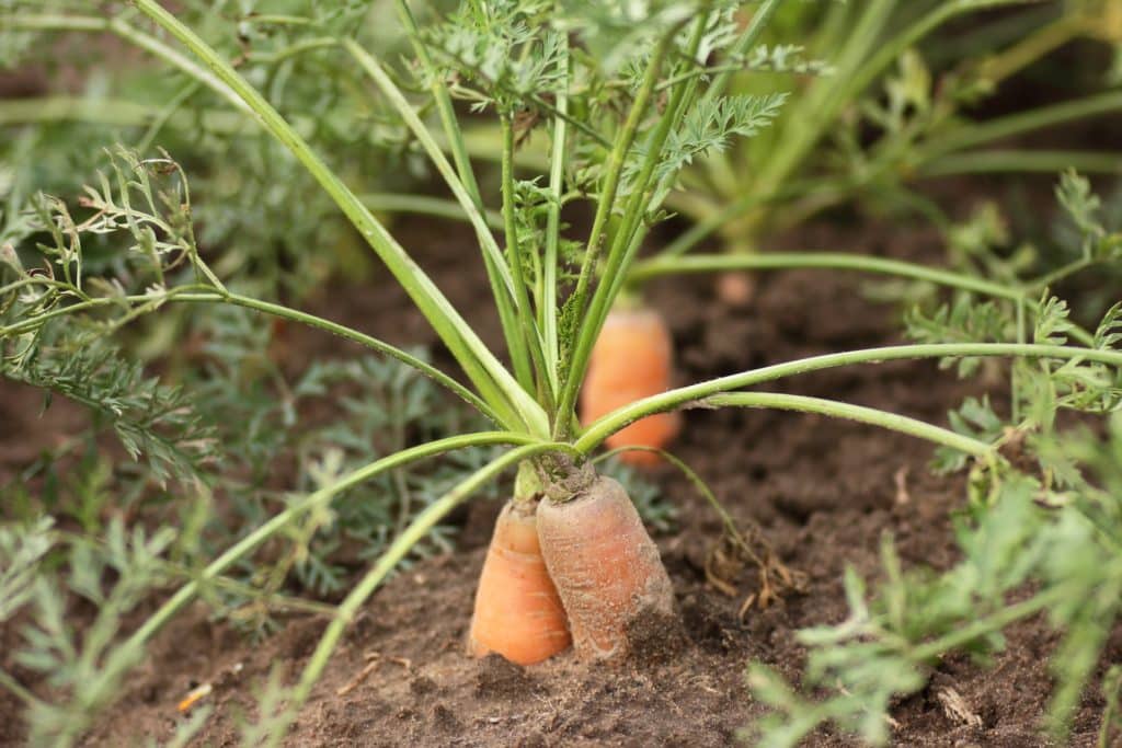 Carrot plant harvesting in the garden field. Regenerative Food System