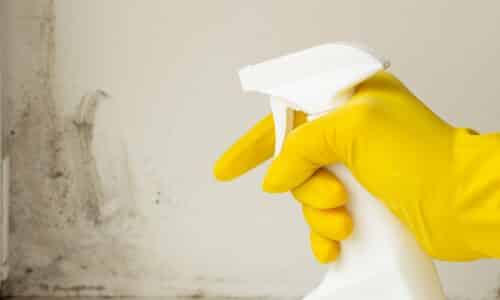 Mold Growth In Your Home: How To Prevent It